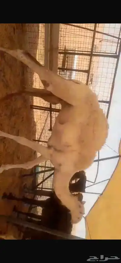 حشوان مفاريد سمان فل نظيفة جايه من البر 0
