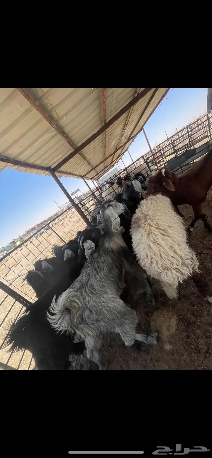 خروف نعيمي هرفي بري 1
