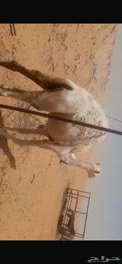 حشوان مفاريد سمان فل نظيفة جايه من البر 1