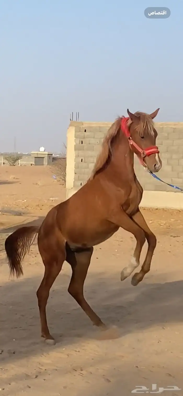 مهر الأب مورسدس 12
