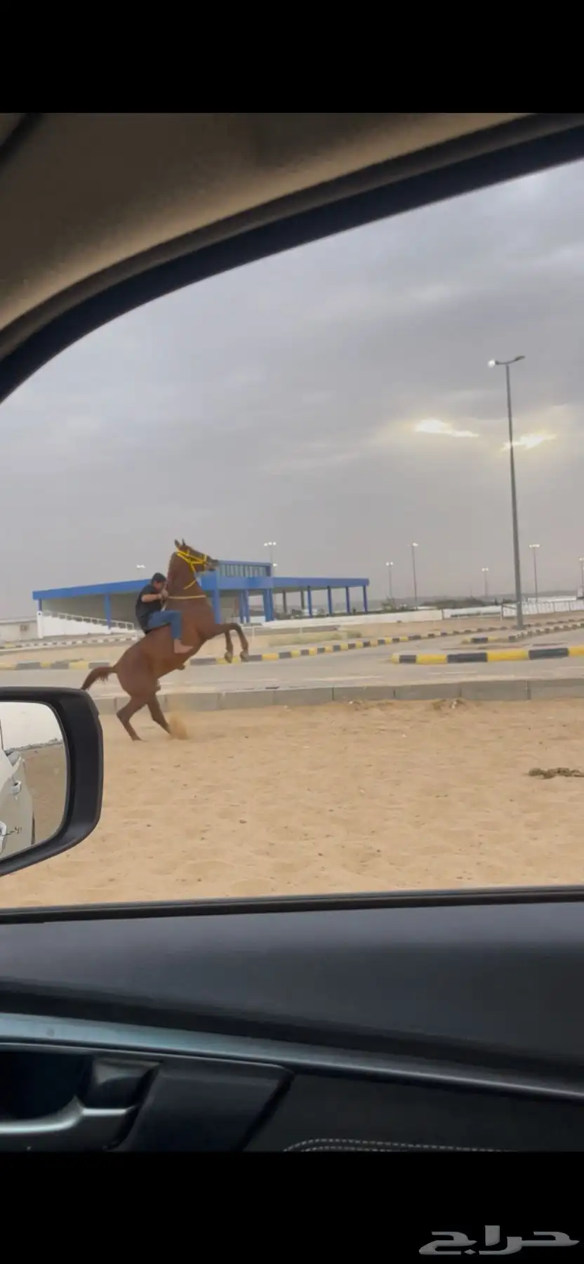 حصان عربي جزيري 2