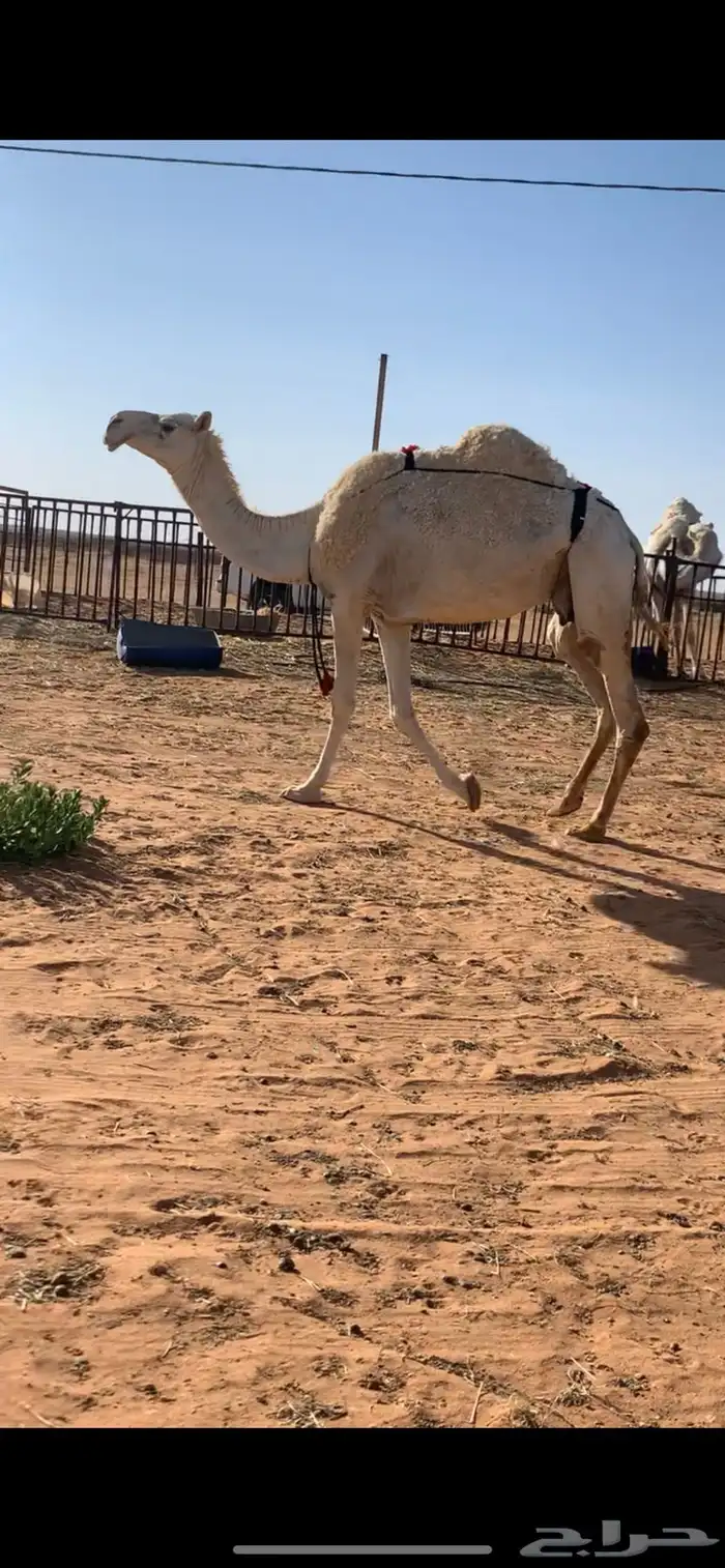 للبيع ضروبه على جميع الشروط 2