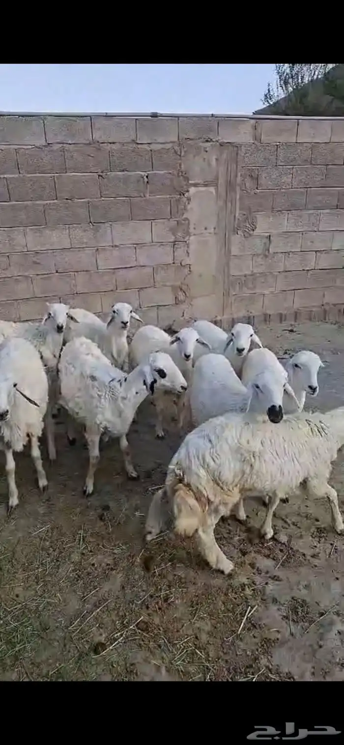ظأن للبيع مفرق و جملة 0