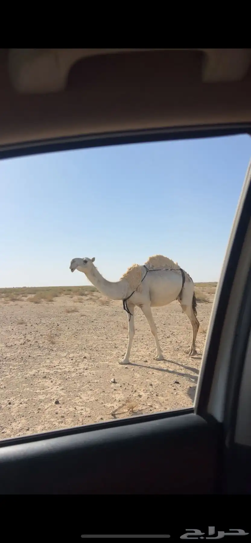 للبيع ضروبه عشراء 0