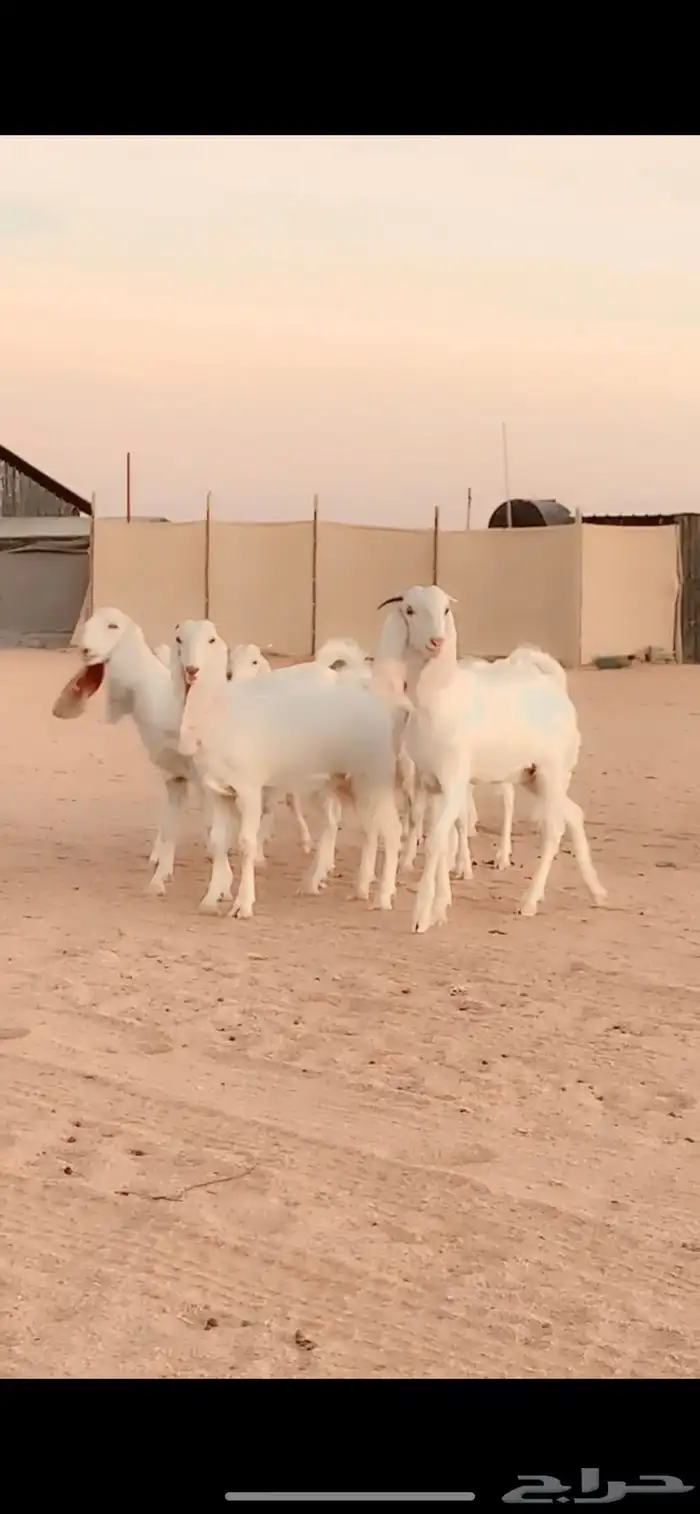 9 جفار ىتيس ضرايب مستوا عالي 1