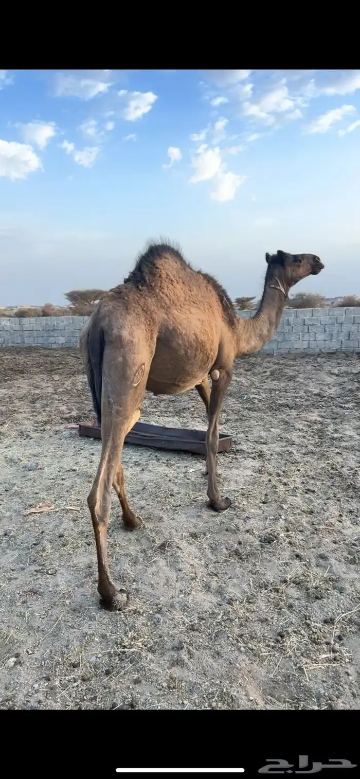 بكره صفرا جذعه 2