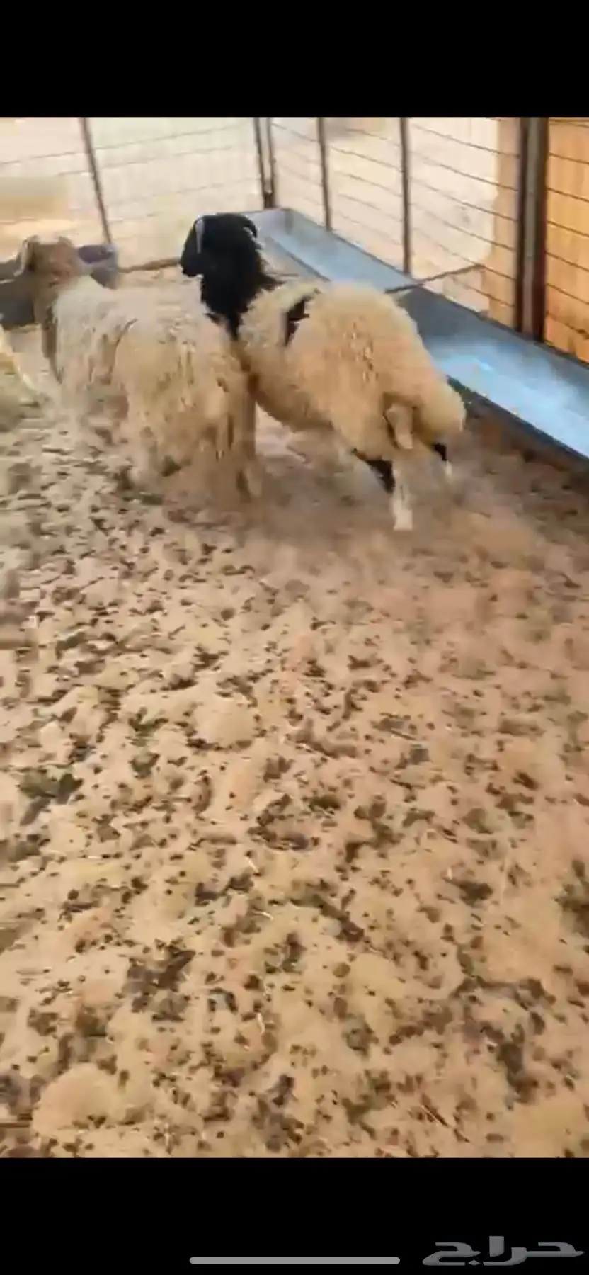 بيع اغنام 2