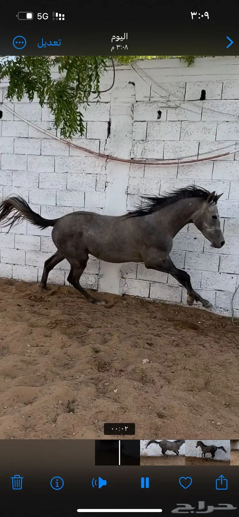 مهر شعبي حصان 1