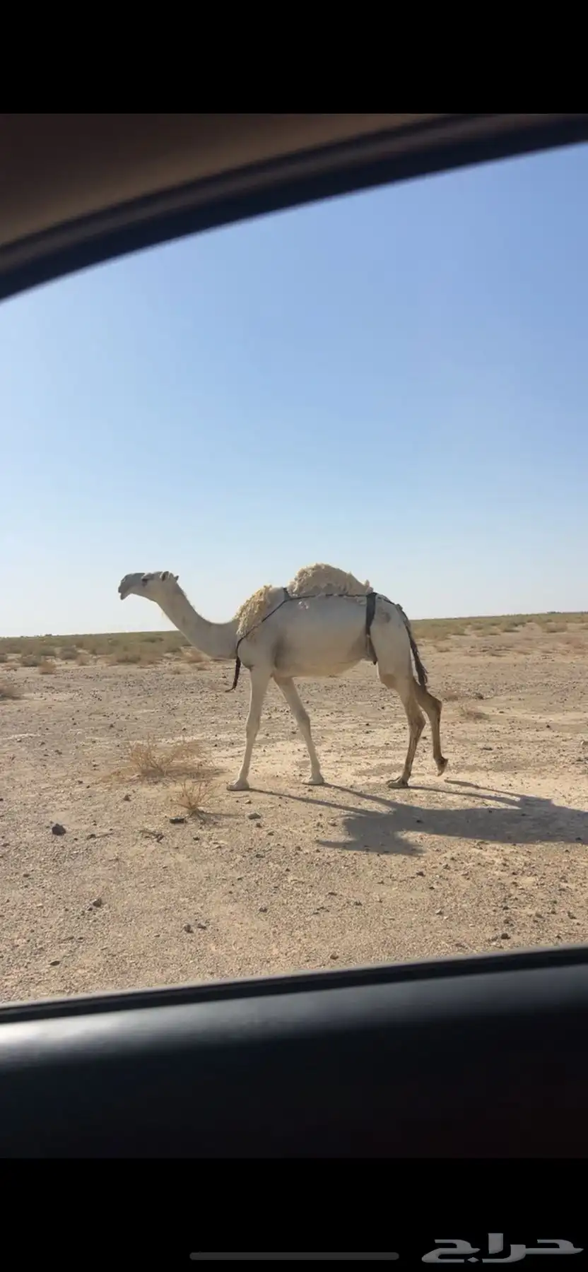 للبيع ضروبه عشراء 1