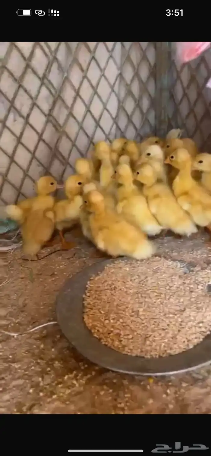 صيصان بط بكيني 0