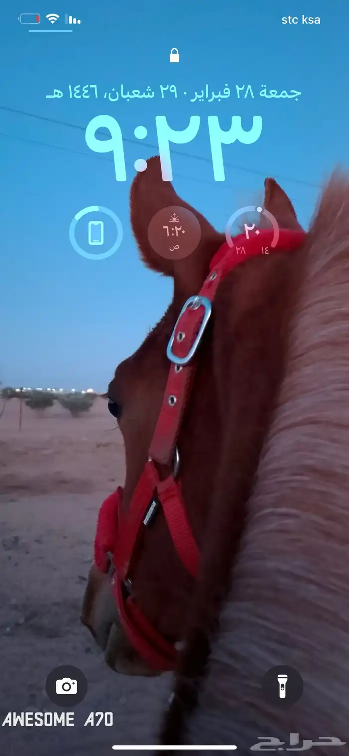 مهر الأب مورسدس 24
