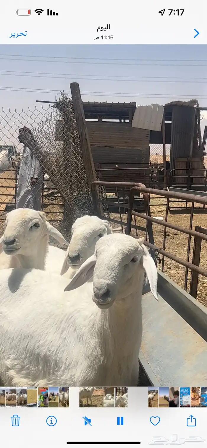 مشاريع فحول حريات صنف 3