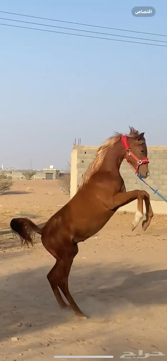 مهر الأب مورسدس 20