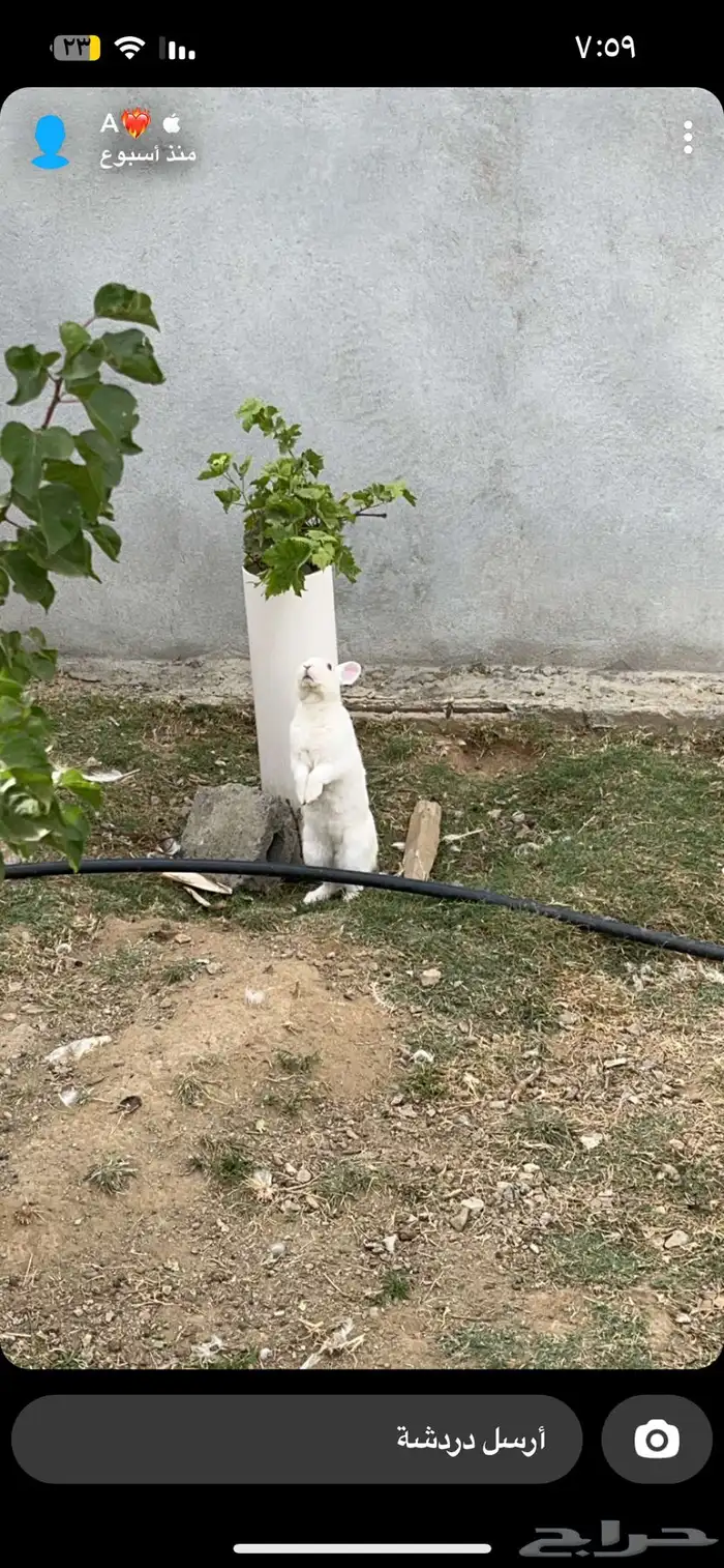 ارانب فرنسي 0