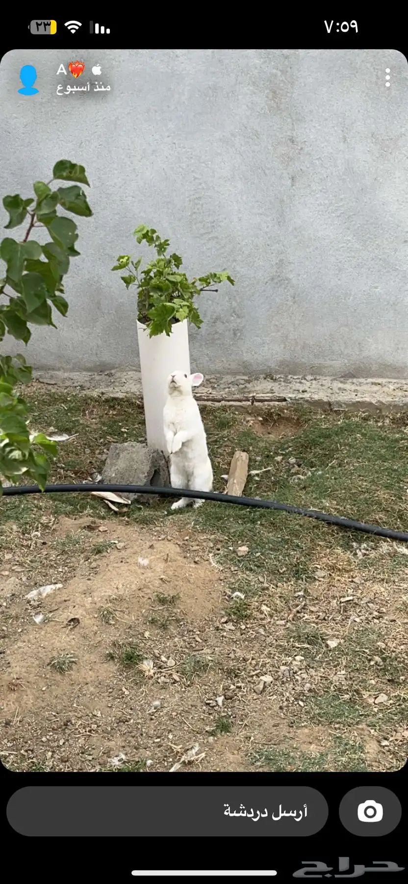 ارانب فرنسي 0