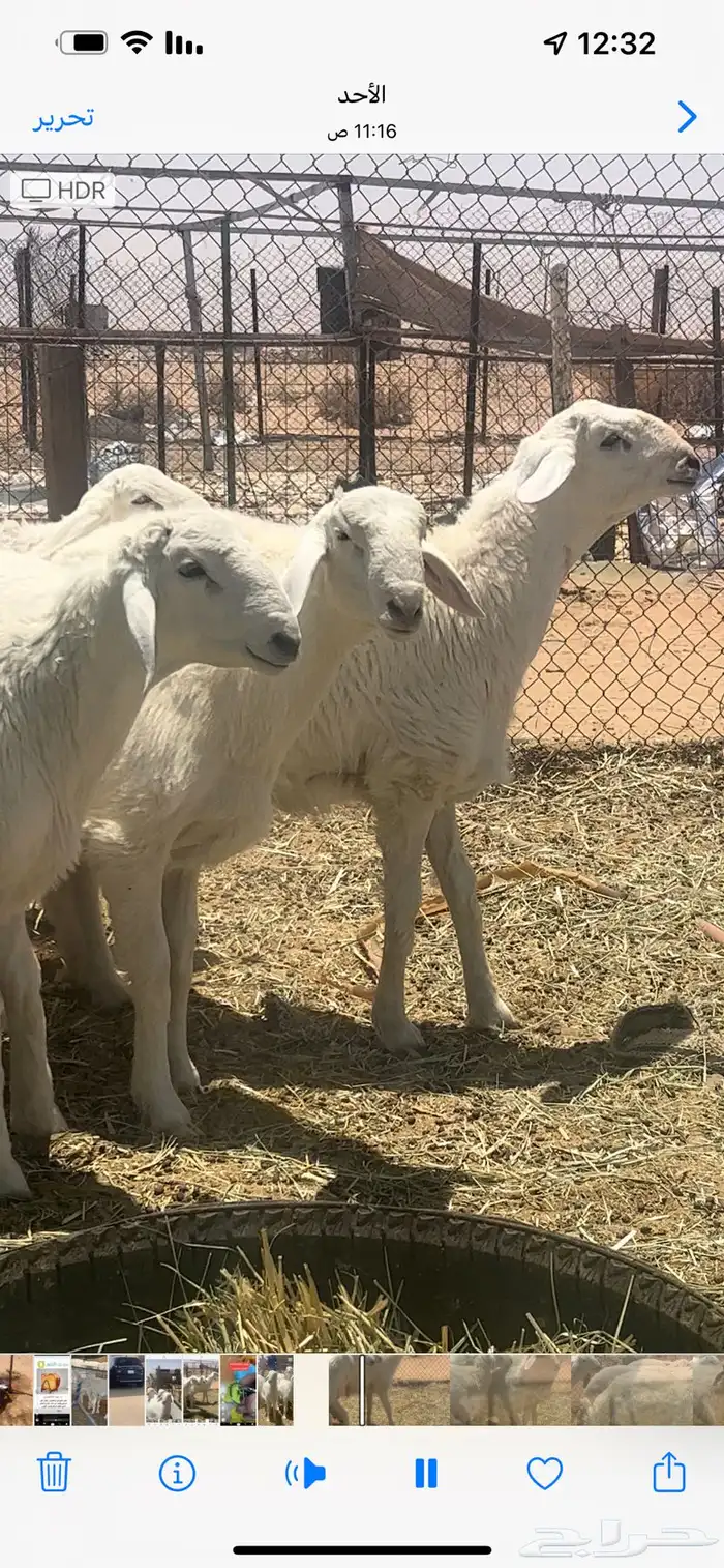 مشاريع فحول حريات صنف 0