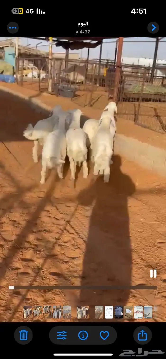 طليان حري العمر 4 شهور الموقع مرات تم البيع خارج الموقع 3