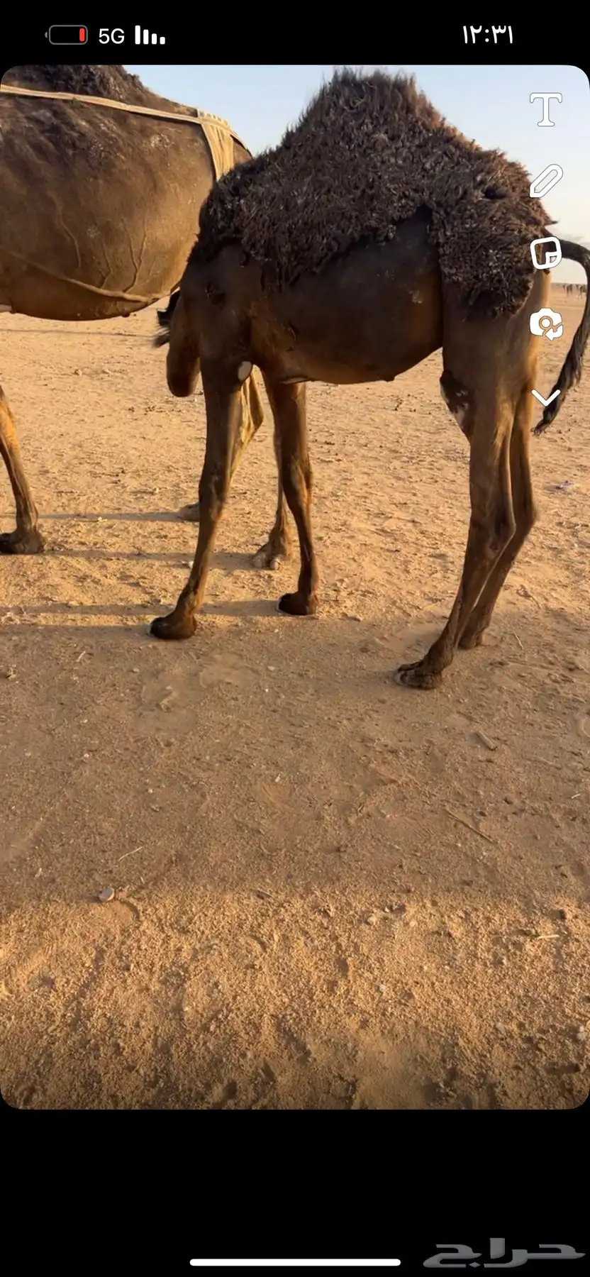 قعود لباني طيب جدا 0