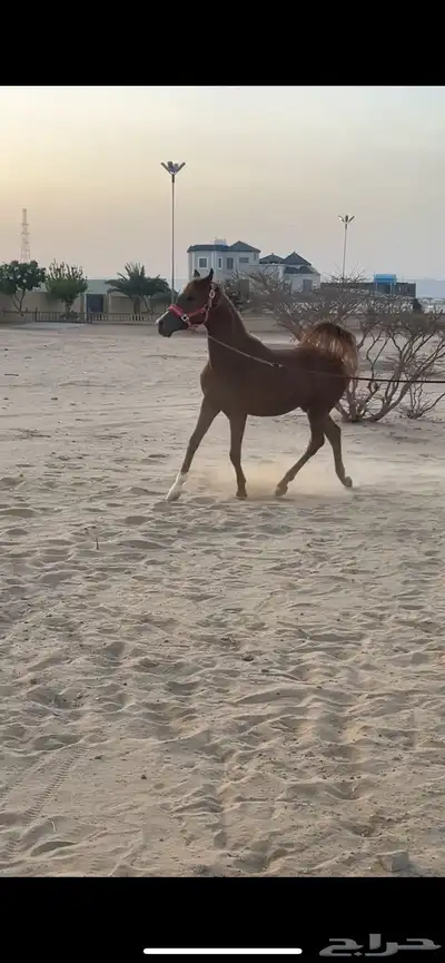 مهر للبيع كفوا 2