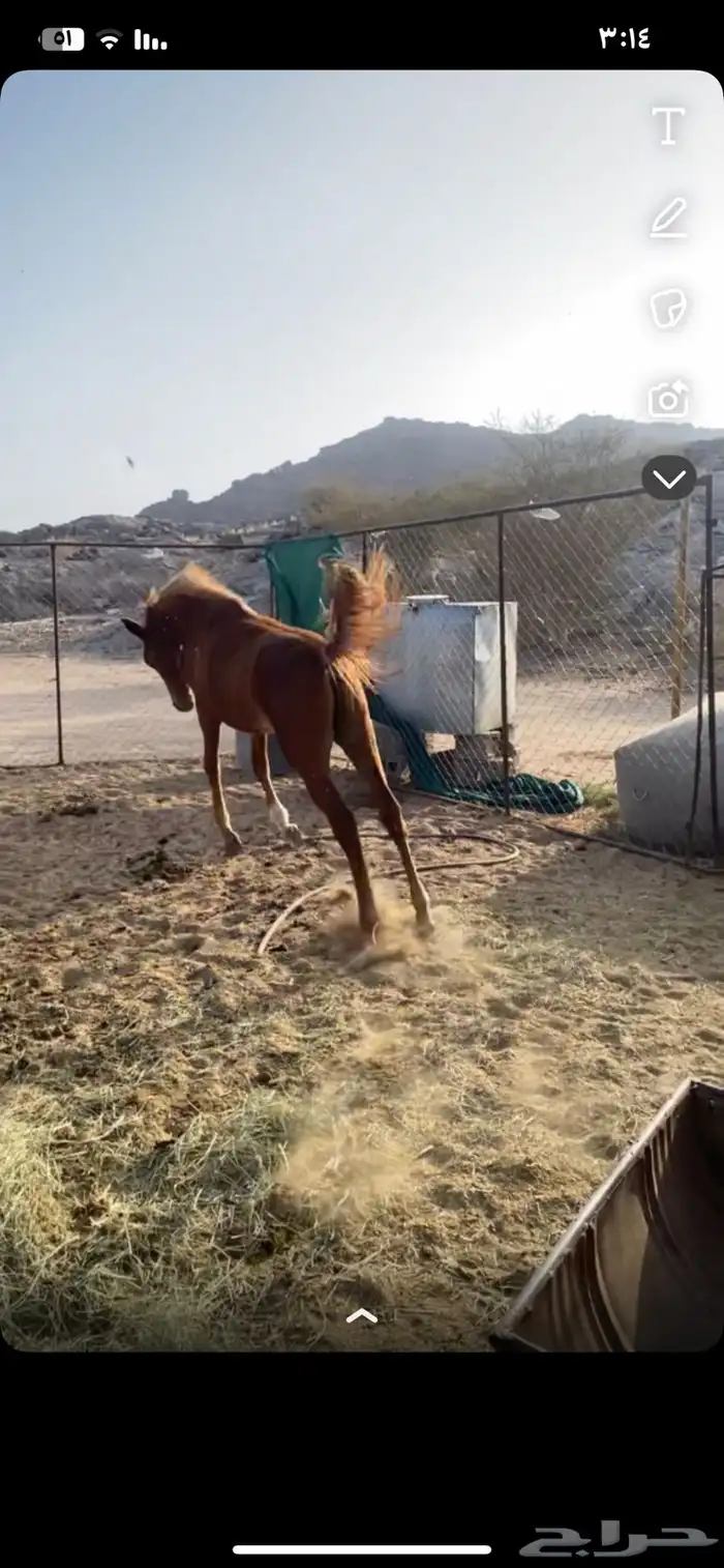 مهر الأب مورسدس 17