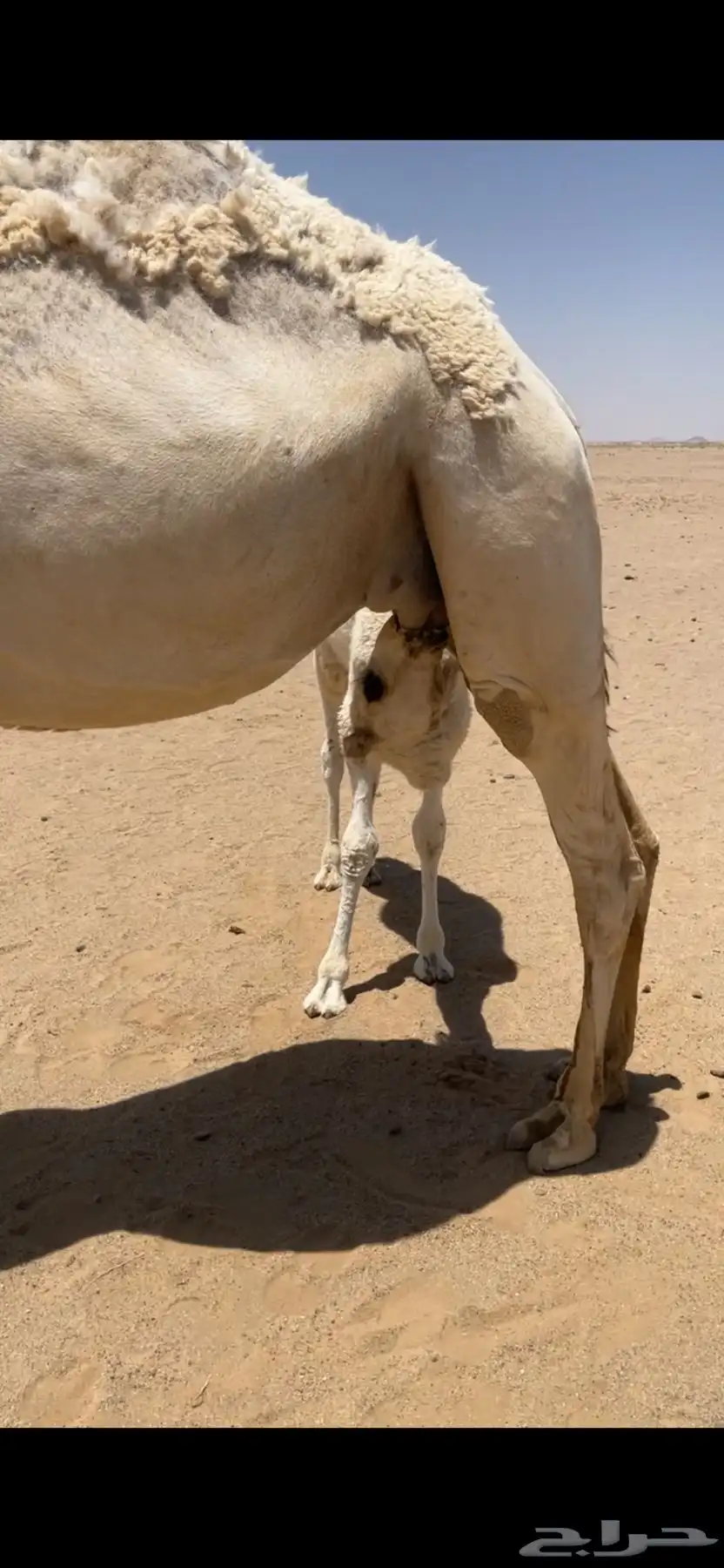 خلفات كفو اباكير 2