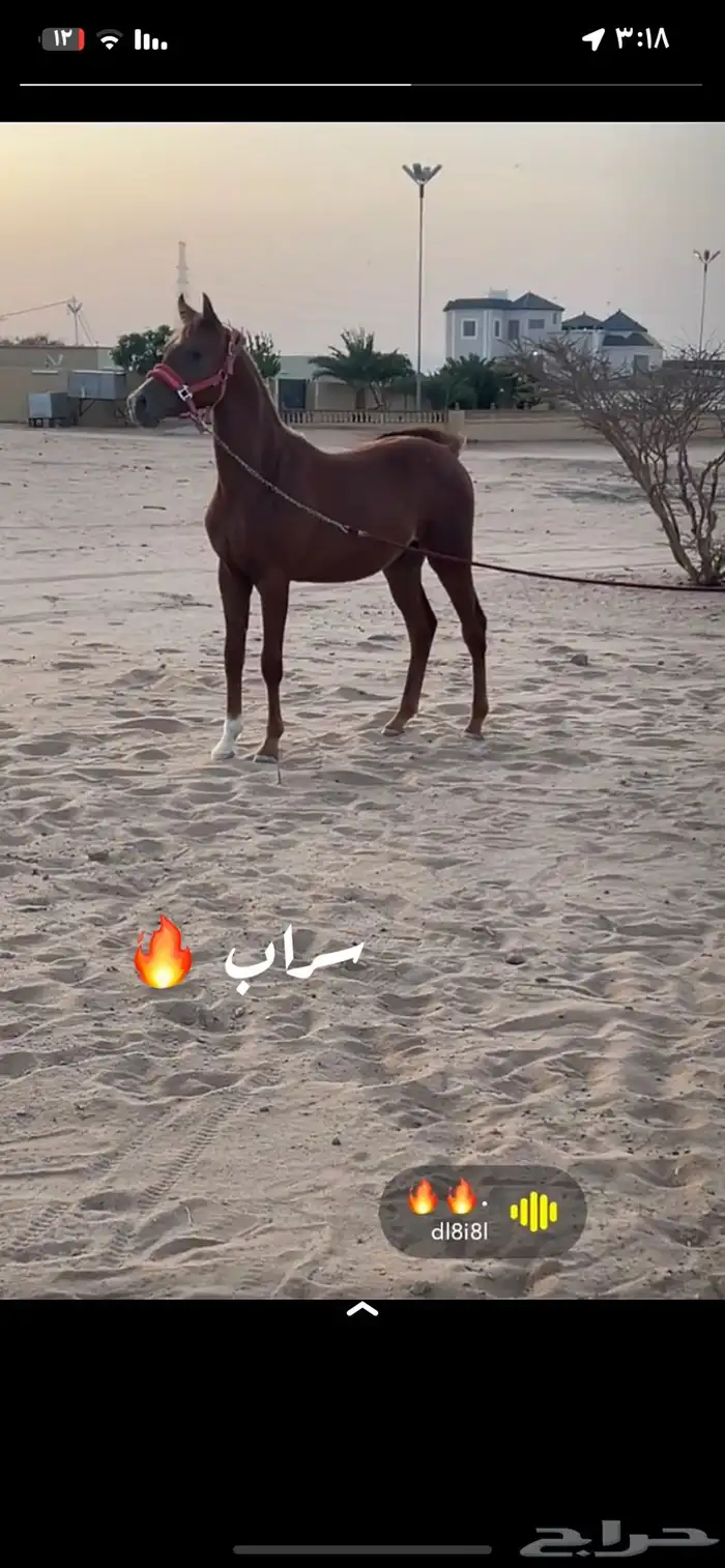 مهر الأب مورسدس 2