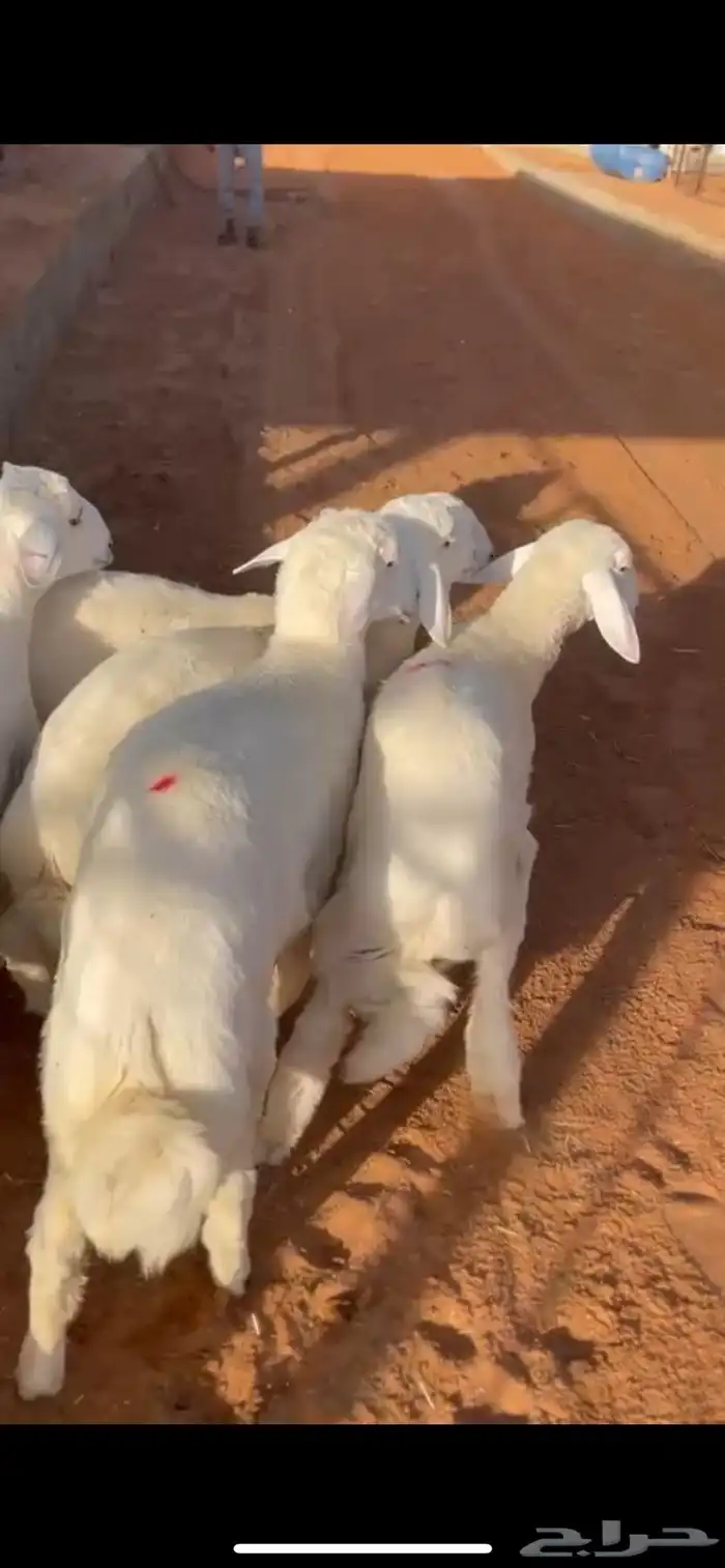 طليان حري العمر 4 شهور الموقع مرات تم البيع خارج الموقع 0