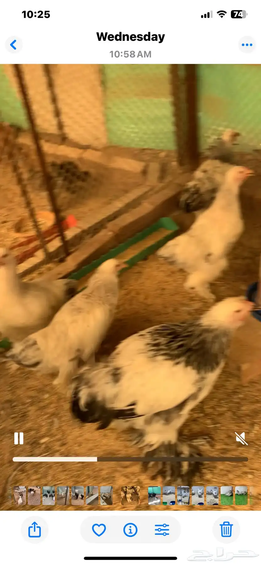 براهما كولمبي العمر 3اشهر فاخر حاصل على التطعيمات والفيتامي 2