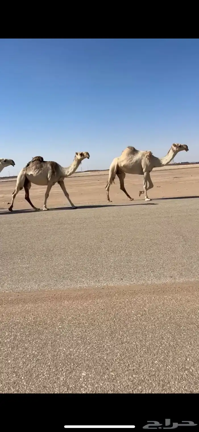 ابل تمم البيع 2