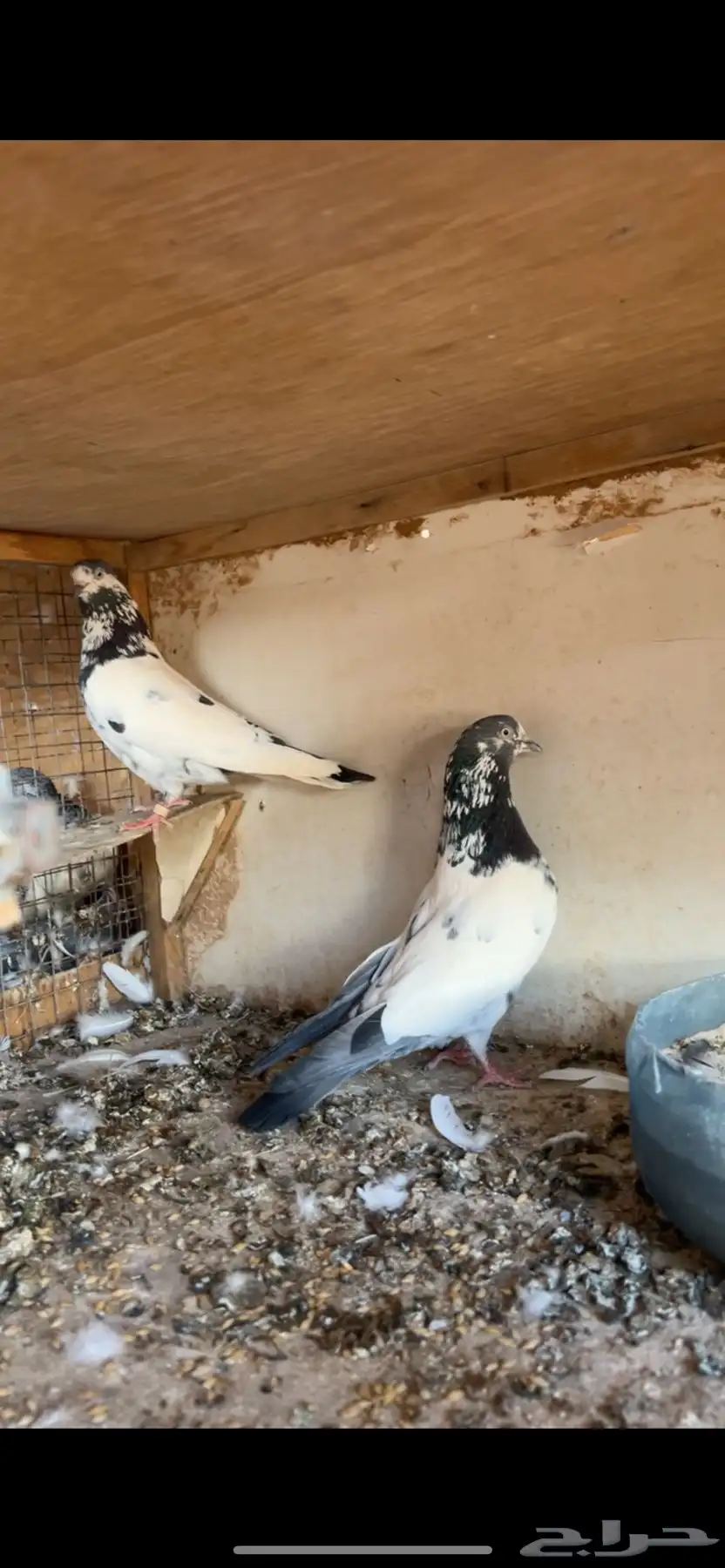 حمام 2