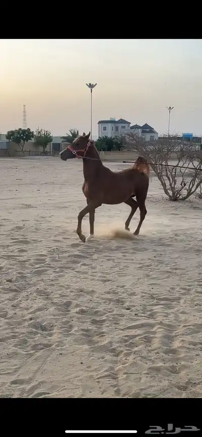 مهر للبيع كفوا 1