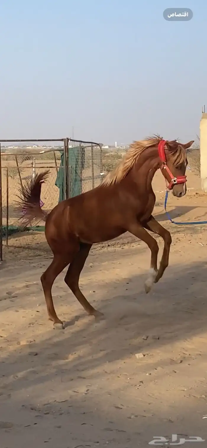 مهر الأب مورسدس 14
