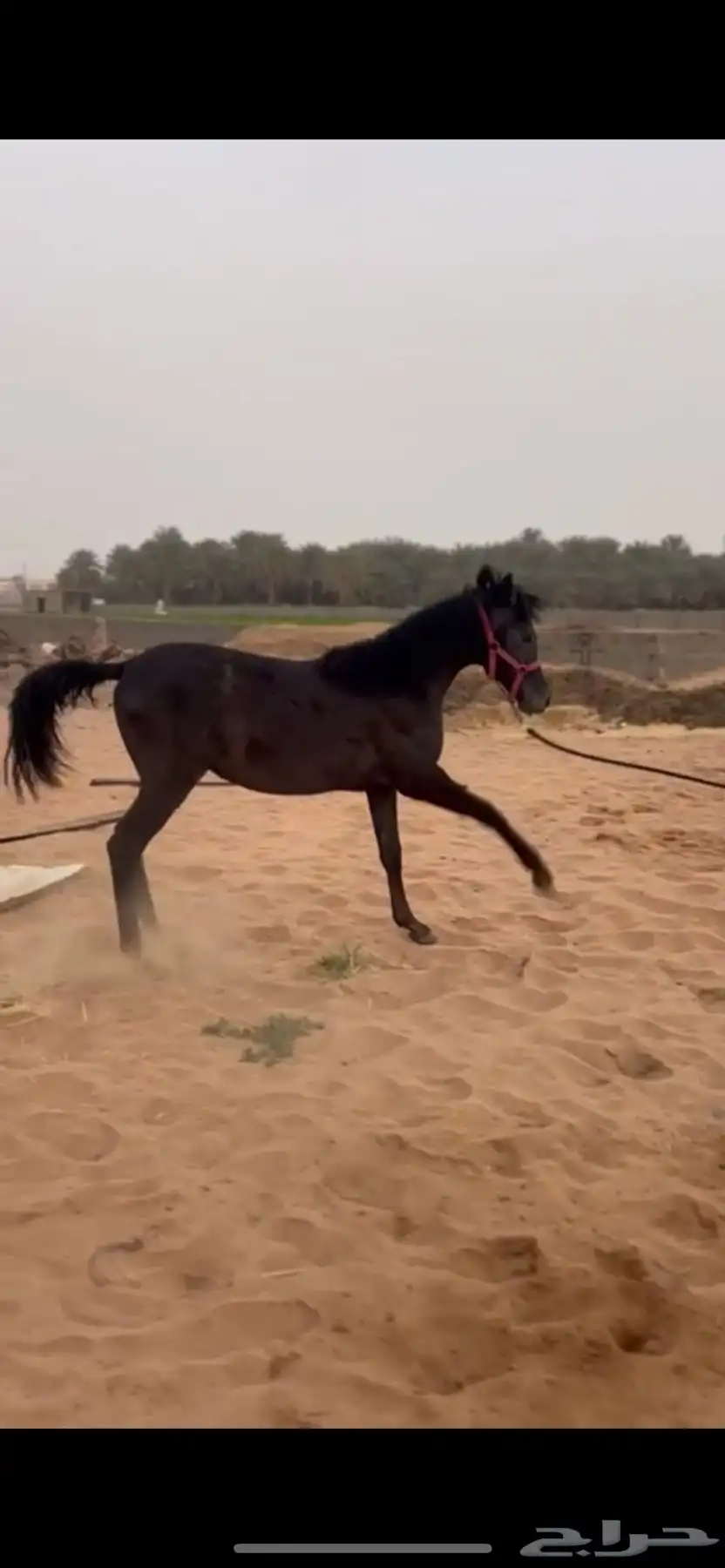 خيل 0