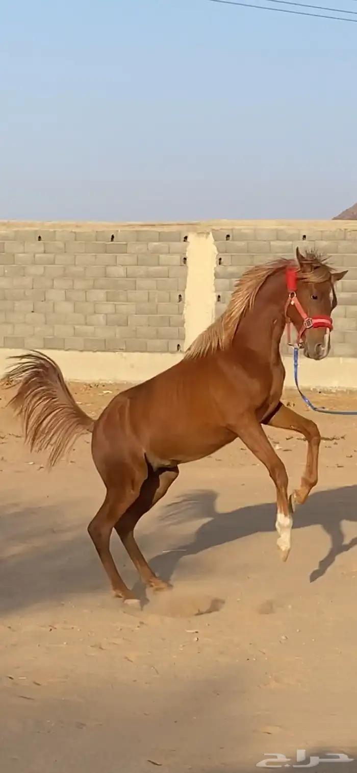 مهر الأب مورسدس 21