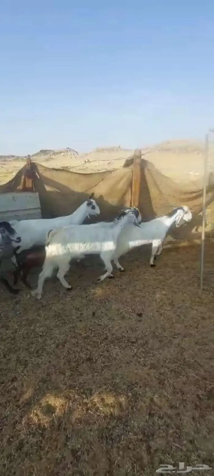 فحل دهم وجفار مقنى وخلفة وجفار بيشيات 9