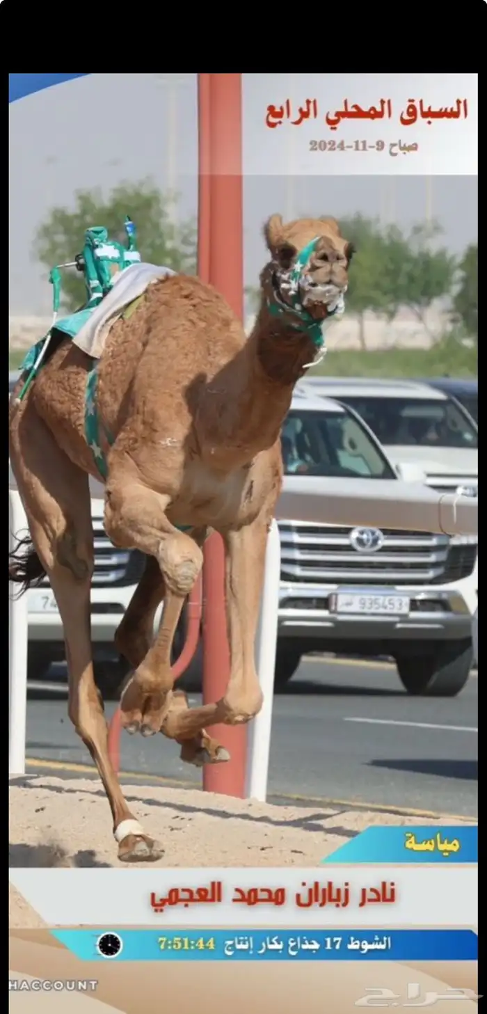لقيه شكل وسلاله 1