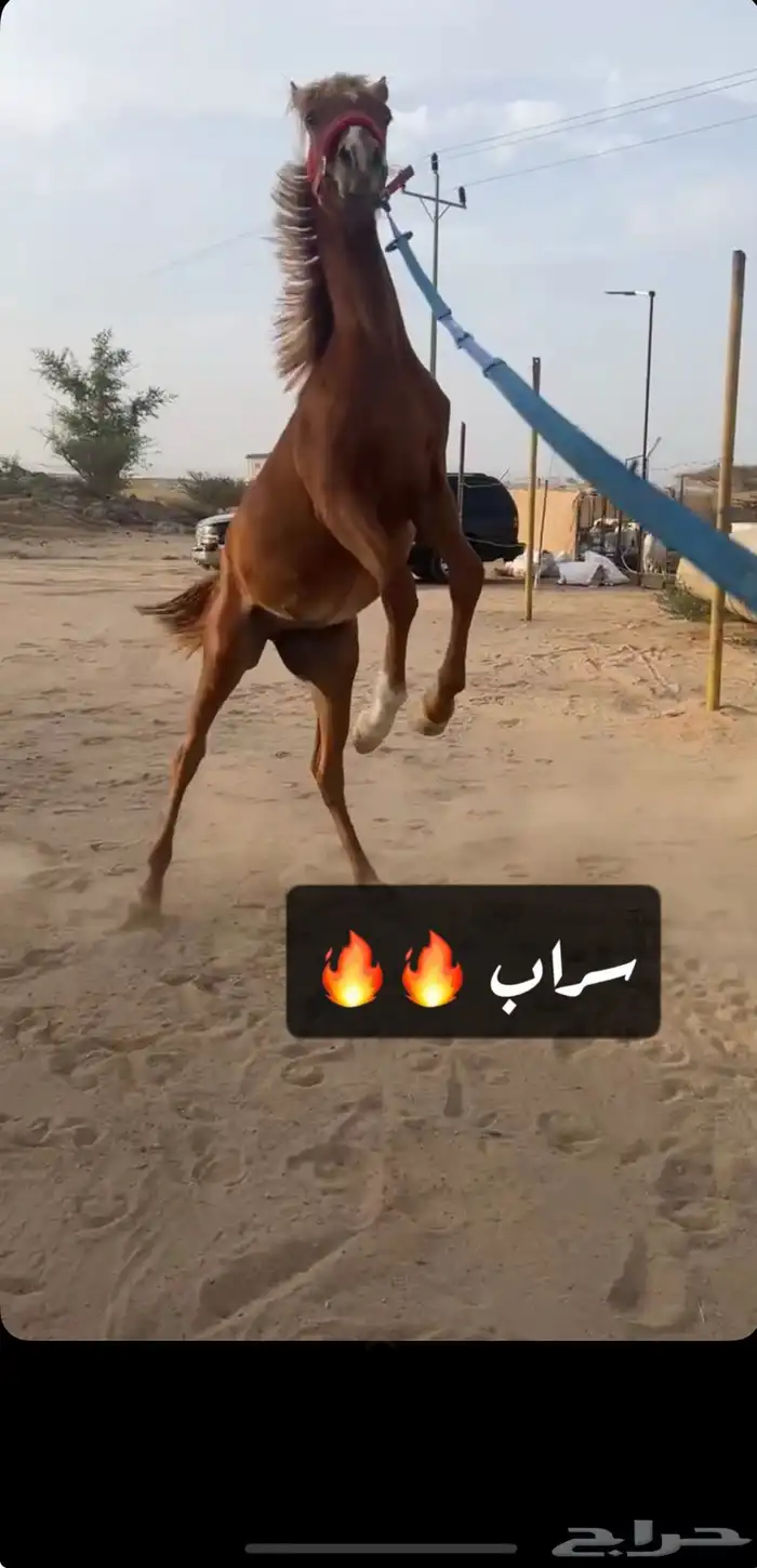 مهر الأب مورسدس 22