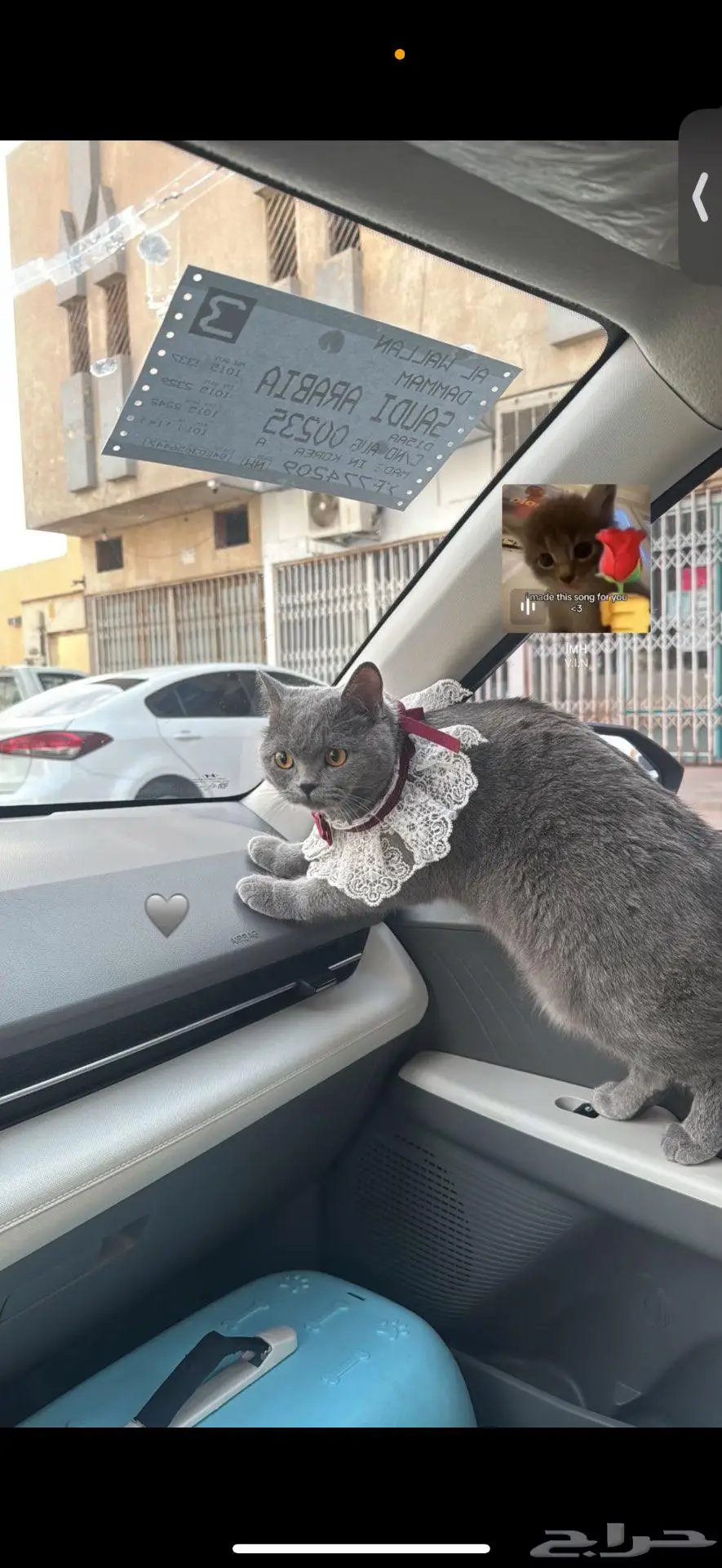 قطه للبيع 1