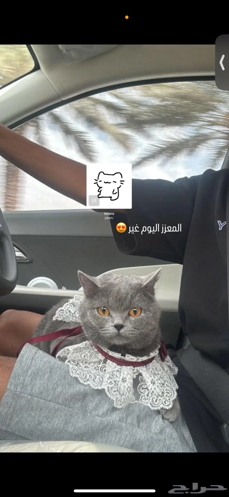 قطه للبيع 3