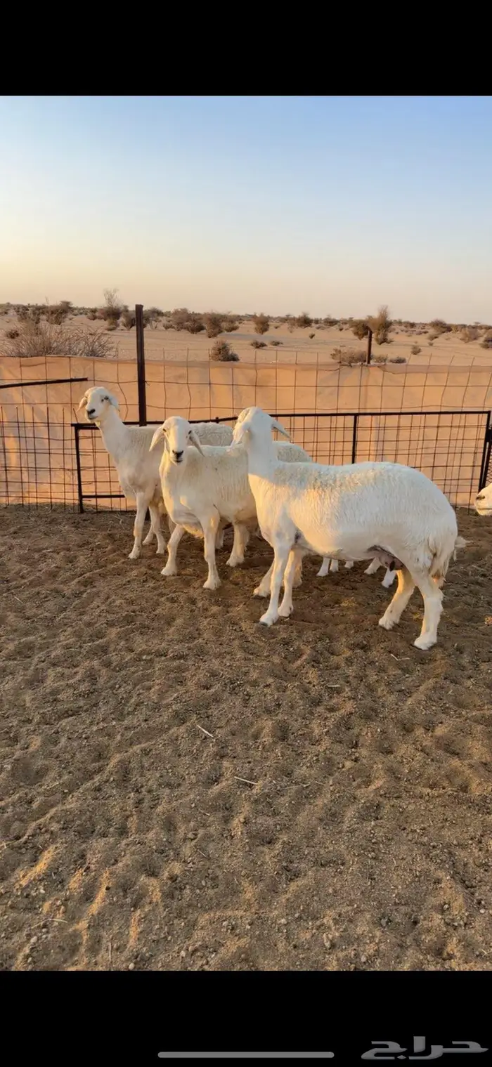 الزين غنم خلفات للبيع 2