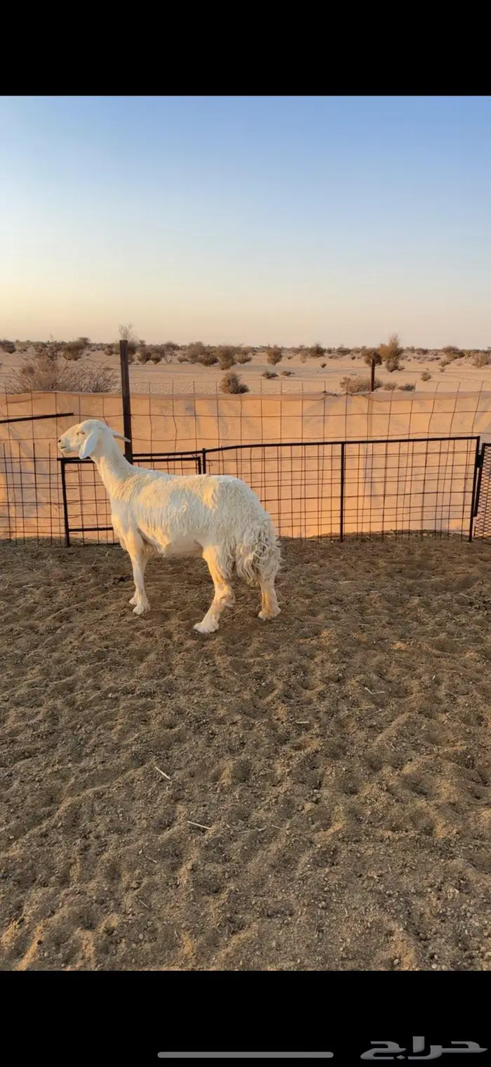 الزين غنم خلفات للبيع 0