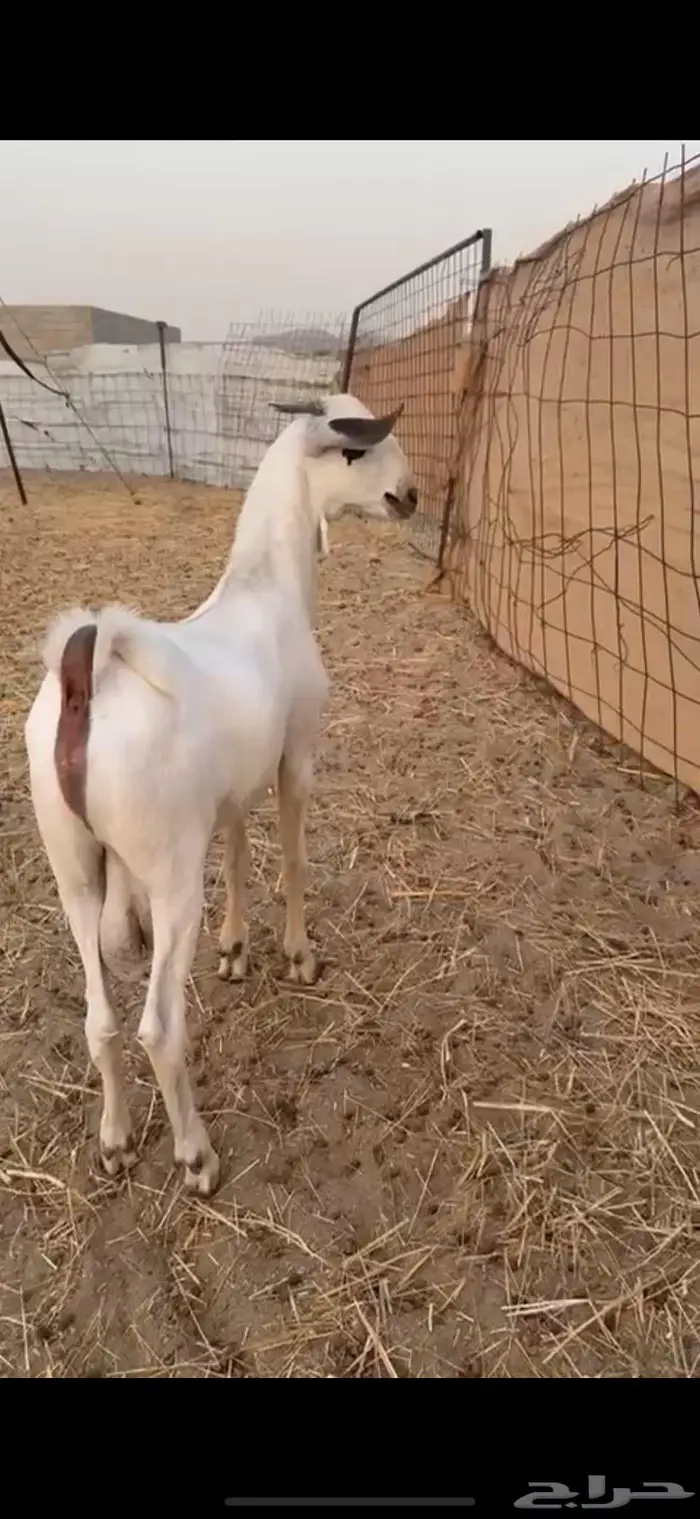 مشروع بيشي فاخر 0