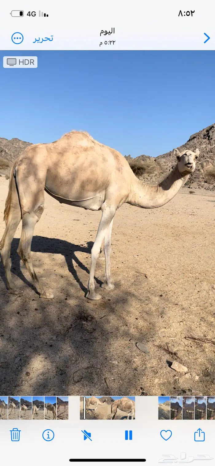 نياق حيل 1