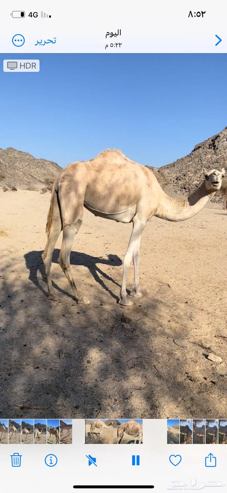 نياق حيل 0