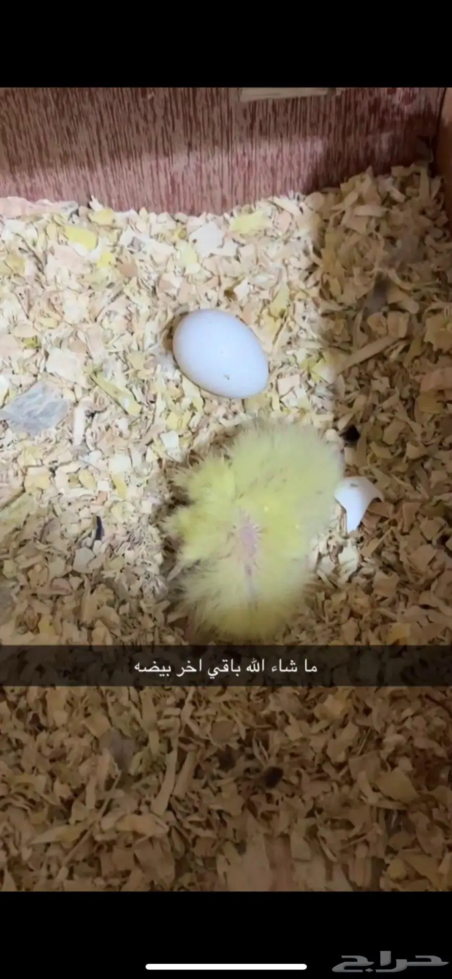 زوج كروان منتج ما شاء الله 1