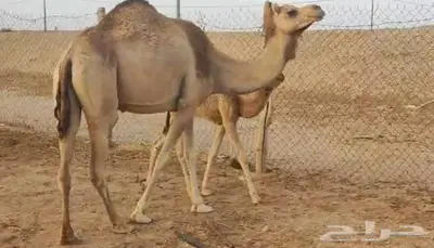 حره هجن معها قعود 4