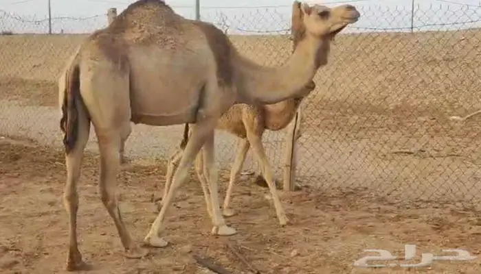 حره هجن معها قعود 4