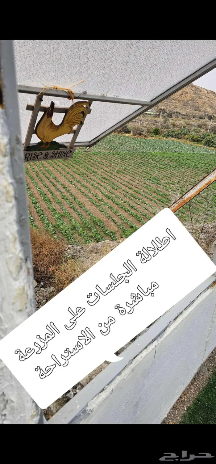 عرض اليوم الوطني استراحة و شالية ومنتجع المزرعة الطائف 1