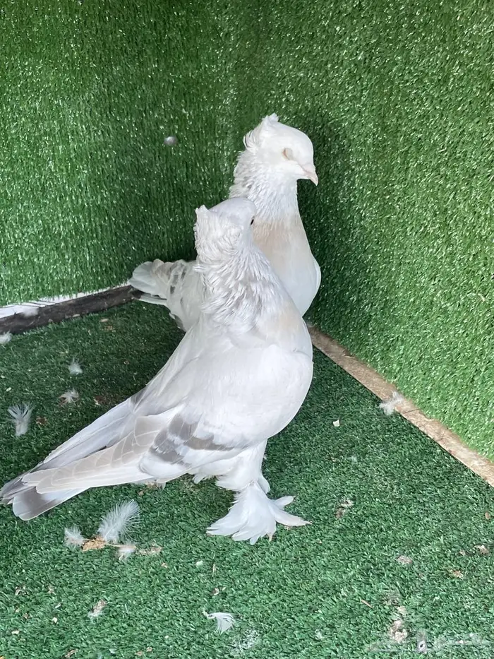 اجواز اتراك منقه وسجاير وطواقي 2