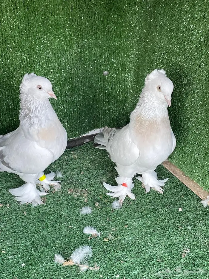 اجواز اتراك منقه وسجاير وطواقي 3